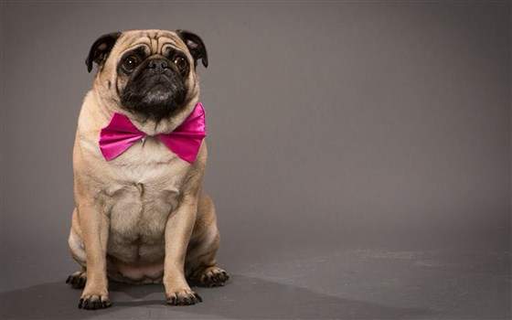 Virginia Pug finalist for “Best in show competition", featured on Today Show