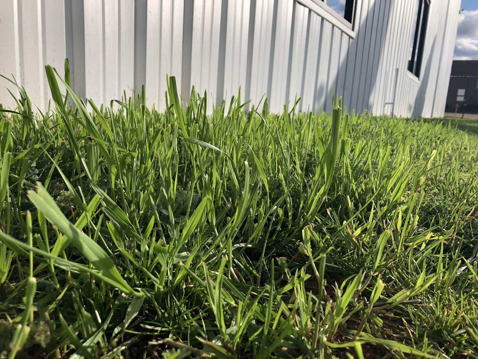 Grass Looks A Little Greener After Thursday S Lightning