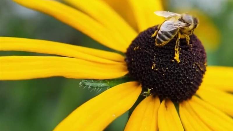 Here’s an awesome way your kids can learn why bees are so important
