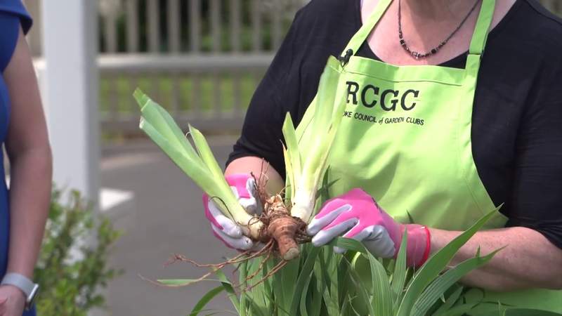 Gardening tips for dividing irises properly