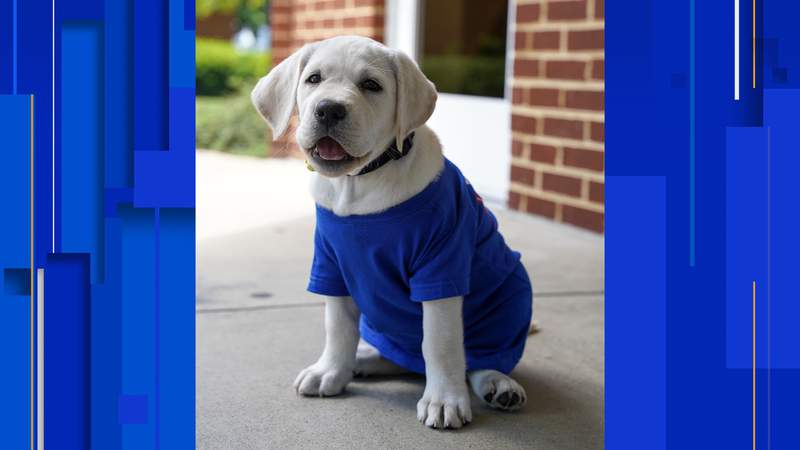 ‘Animals bring people joy’: Bluefield College introduces Hazel, campus’ new therapy dog