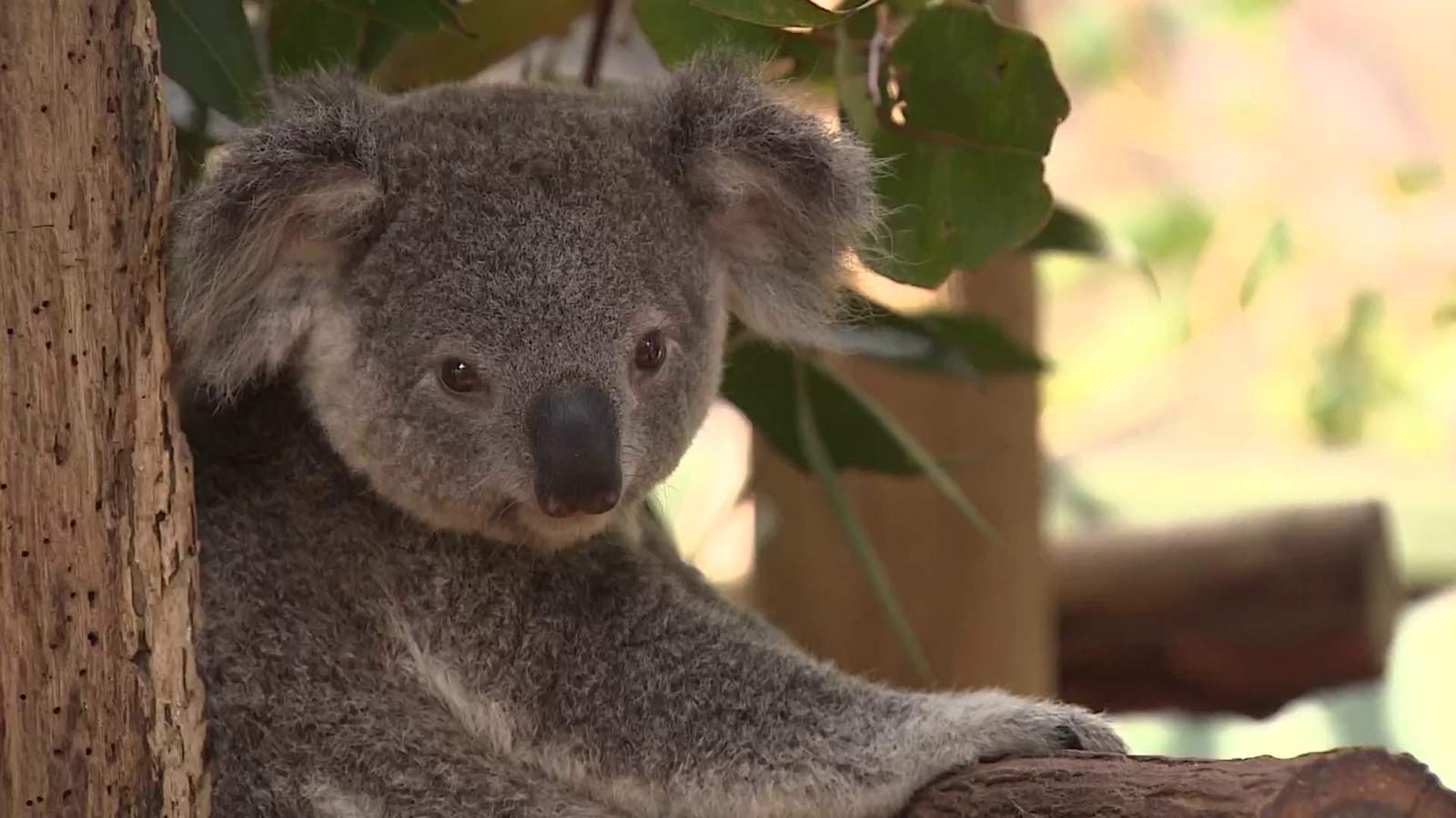Up to 30% of koalas may have died in bush fires