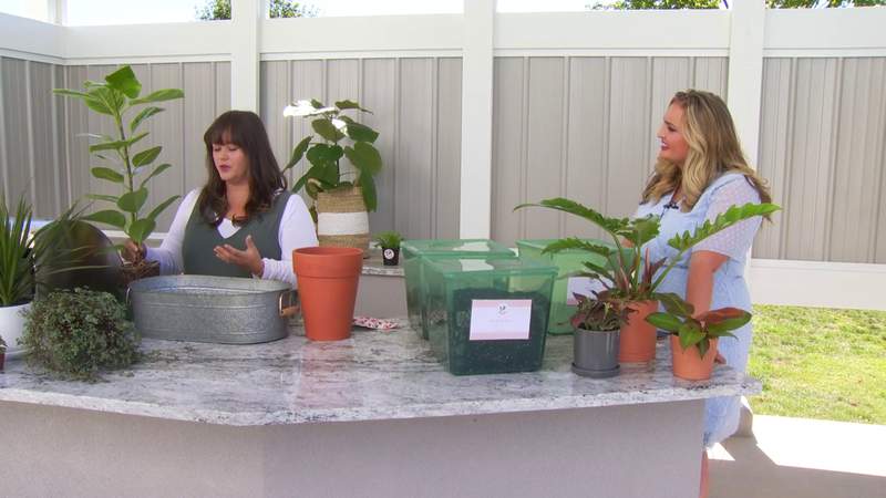 Tips and tricks when repotting your favorite house plants