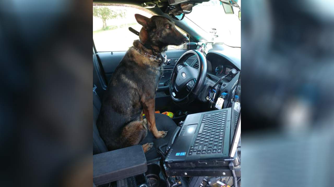 Henry County K-9 retiring after assisting on more than 400 cases