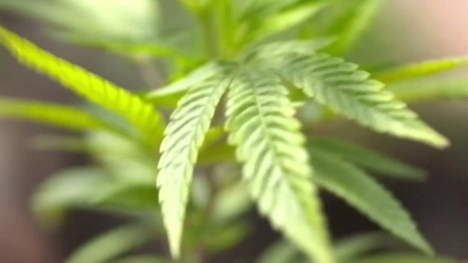 Virginians react to Governor Northam’s support of legalizing recreational marijuana