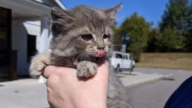 Adorable Kitten Stows Away Travels Hundreds Of Miles From North Carolina To Virginia