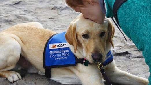‘Today’ show’s first ‘puppy with a purpose’ dies at age 6 after a life of public service