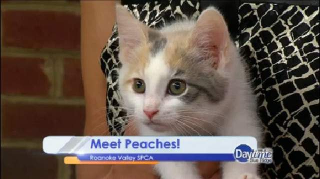 Pet of the Week: Meet Peaches!