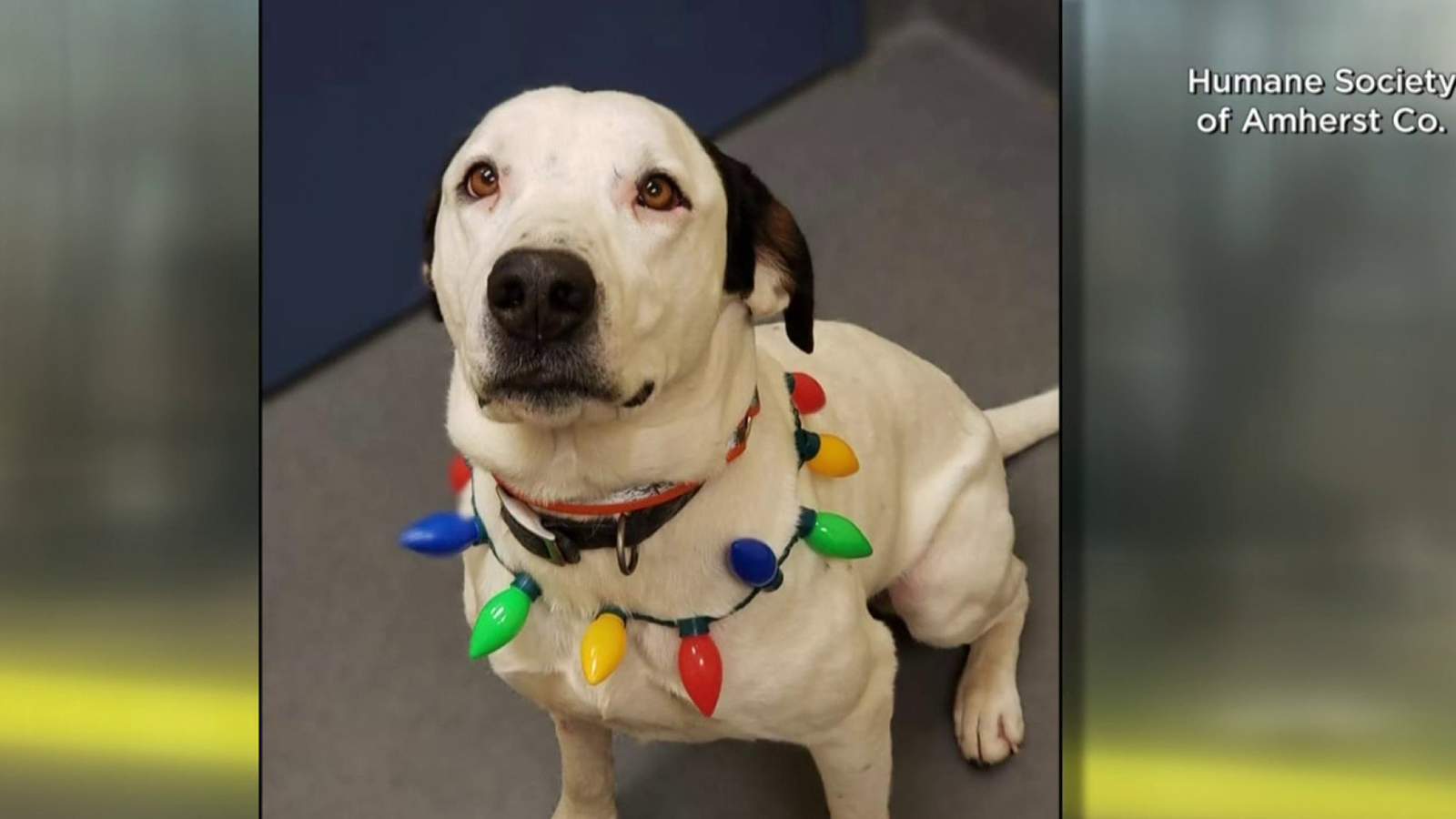 Dog back with original owner after capturing hearts on social media