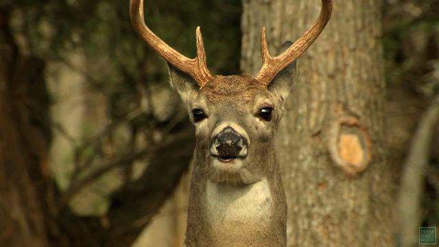 State proposes longer deer hunting season in Montgomery County to stop spread of Chronic Wasting Disease