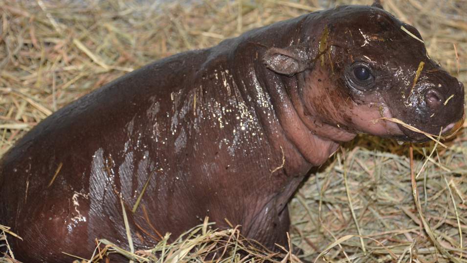 Virginia zoo welcomes first pygmy hippo born in state