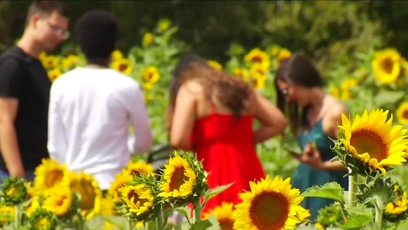 Buchanan sunflower festival rooted in success expects record crowds this fall