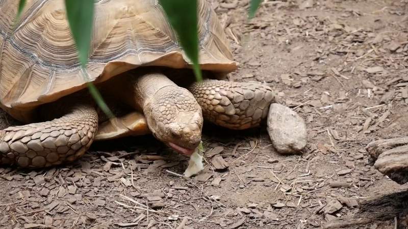 Wild Wednesday: Meet Tippy Toes the tortoise