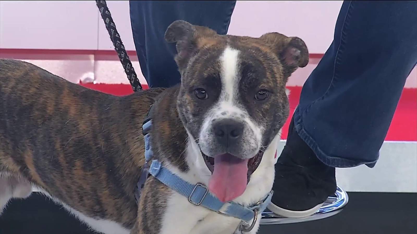 Pet of the Week - Chief