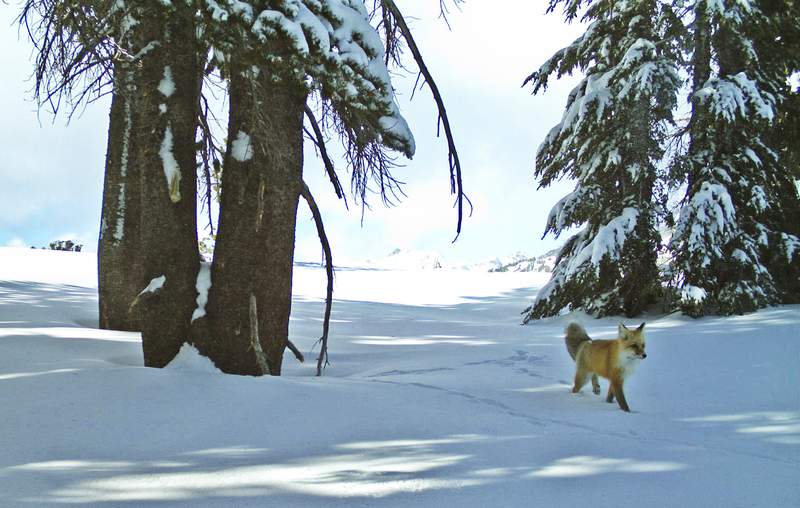 Sierra Nevada red fox to be listed as federally endangered