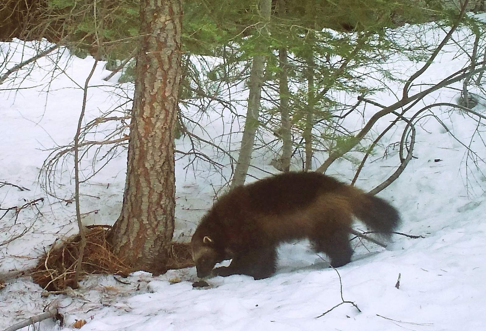 US officials: Climate change not a threat to rare wolverine - WSLS 10