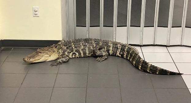 Customer finds 7-foot gator inside Florida post office