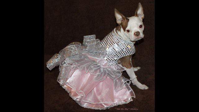 Celebrity dog famous for wearing dresses hosting Christmas fundraiser