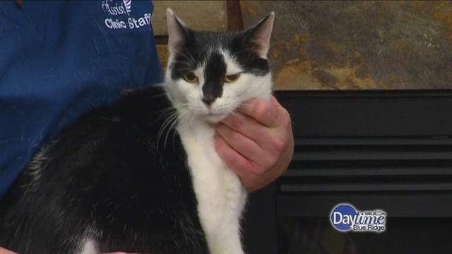 Angels of Assisi Pet of the Week: Blaze