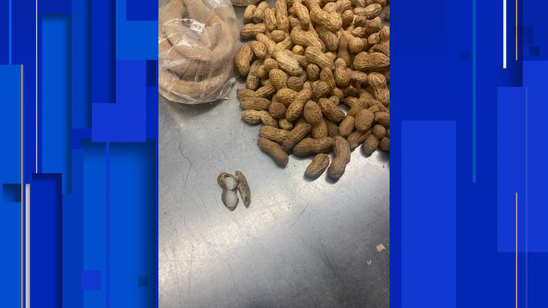 Border control in Memphis seize nearly 500 grams of meth hidden inside peanut shells