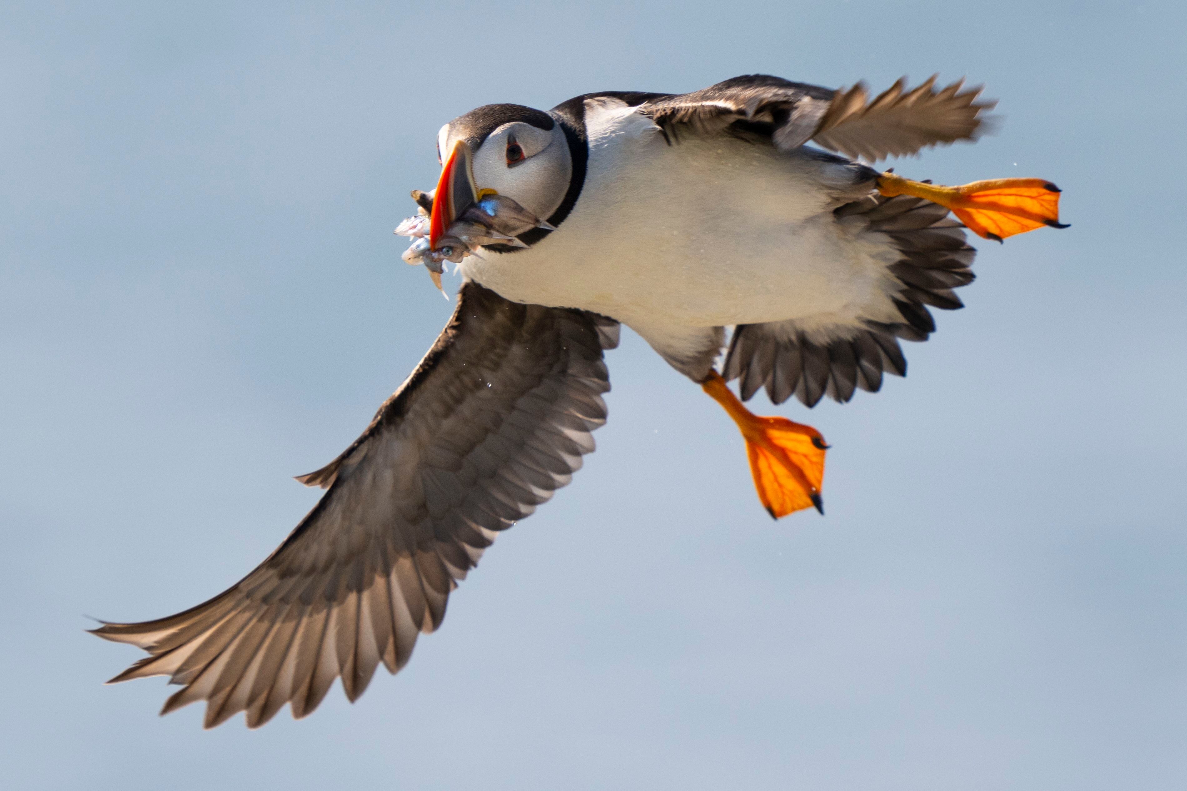 Global warming threatens Atlantic puffin recovery in Maine » Yale