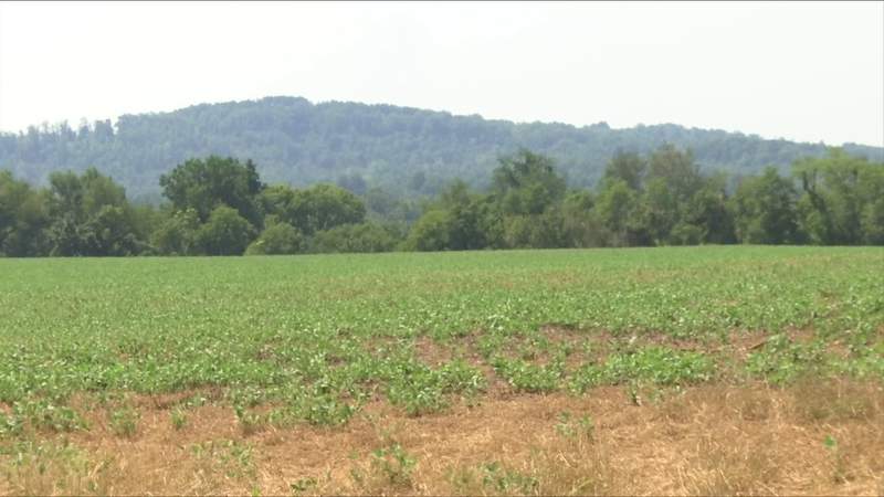 Bedford leaders look to deem county a ‘disaster area’ after drought impacts crops