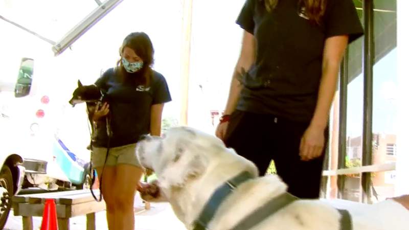 National Dog Day celebrated at local shelters