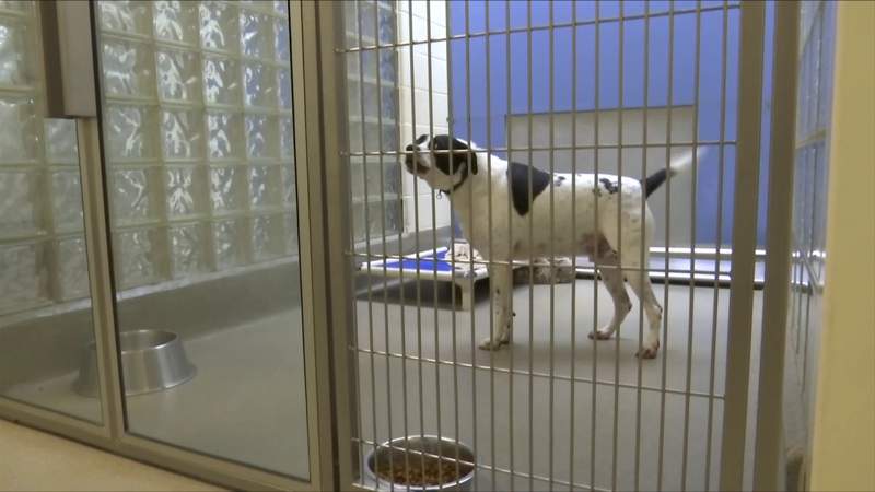 Clear the Shelters helps more than 700 local animals find forever homes
