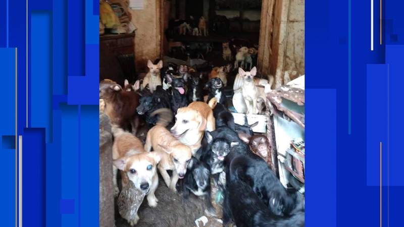 Angels of Assisi assists in rescuing 46 dogs, 7 cats from unsafe living conditions in Tennessee home
