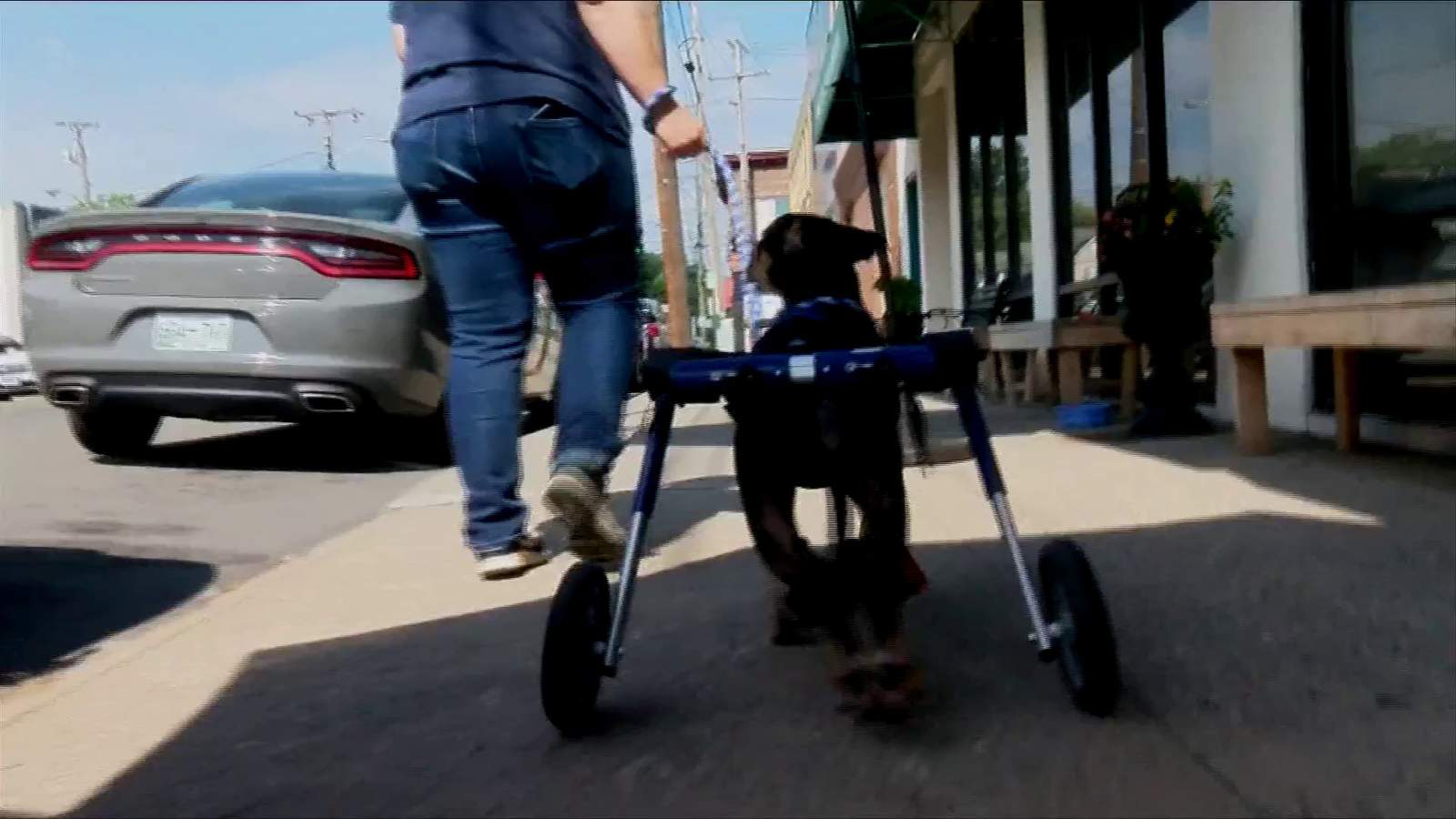 Paralyzed pup gets special wheelchair thanks to Angels of Assisi
