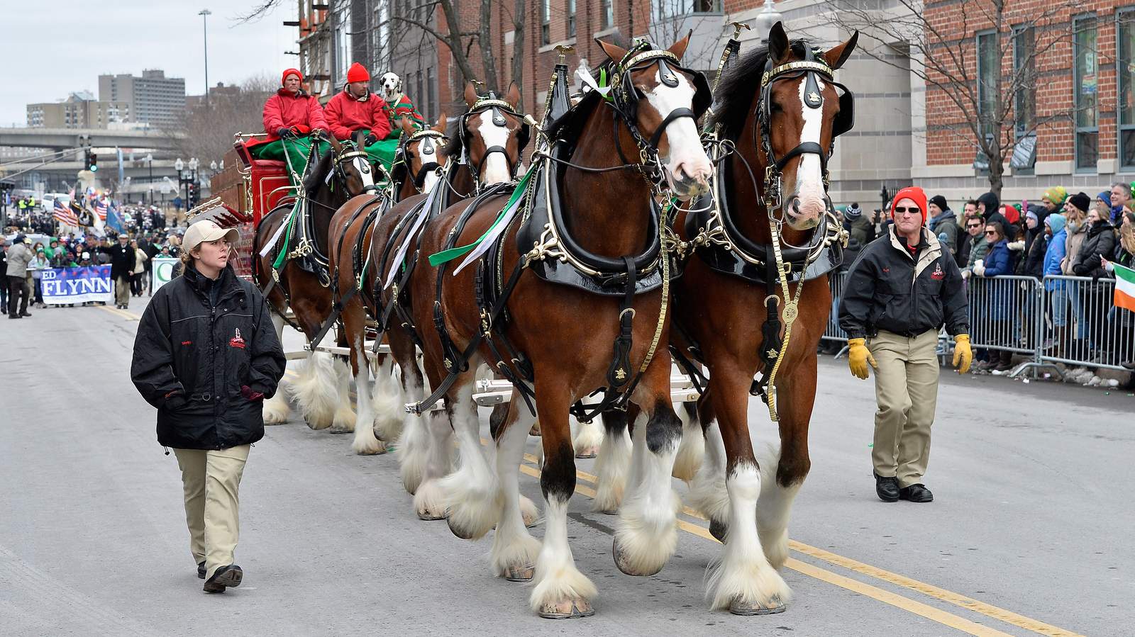 Budweiser Clydesdales to take part in Roanoke’s St. Patrick’s Day parade
