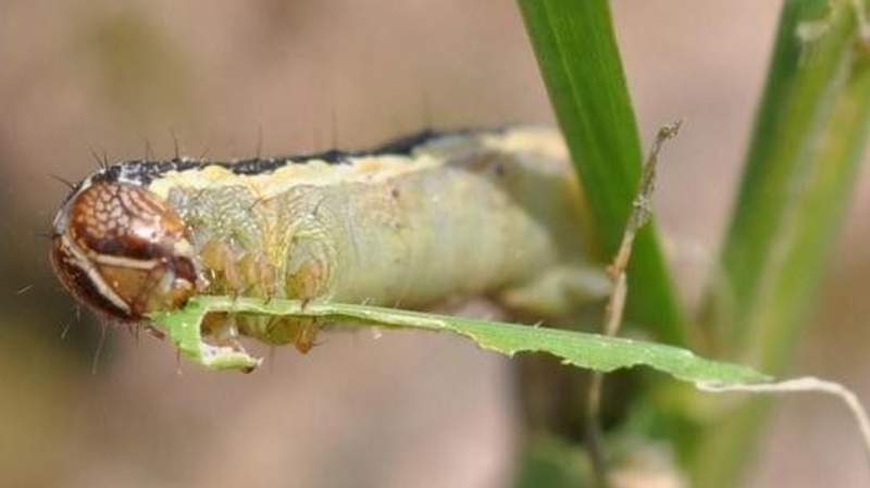 Virginia Tech entomology professor says number of fall armyworms in Virginia this season is worst he’s seen in 20 years