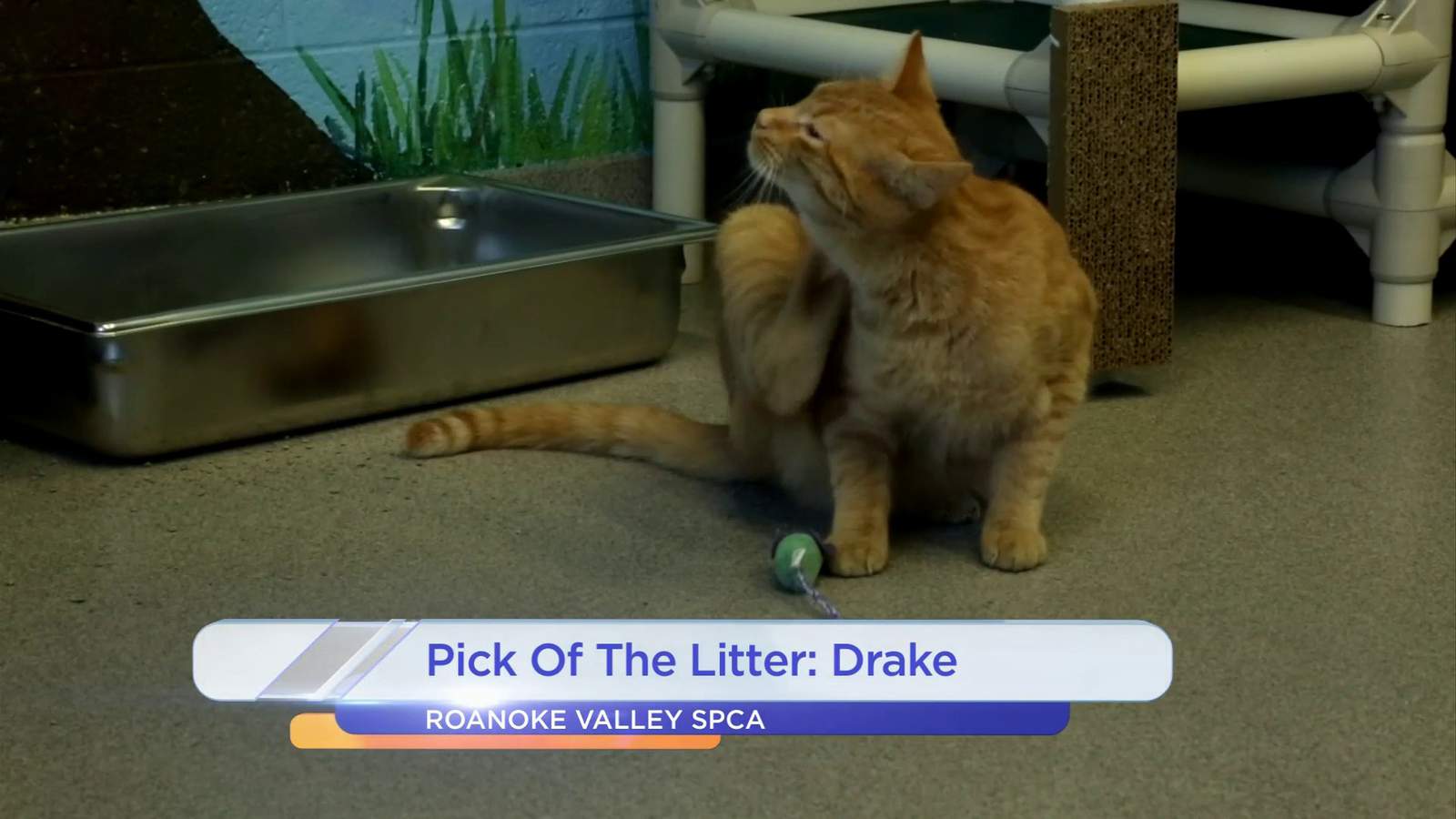 Pick Of The Litter: Drake