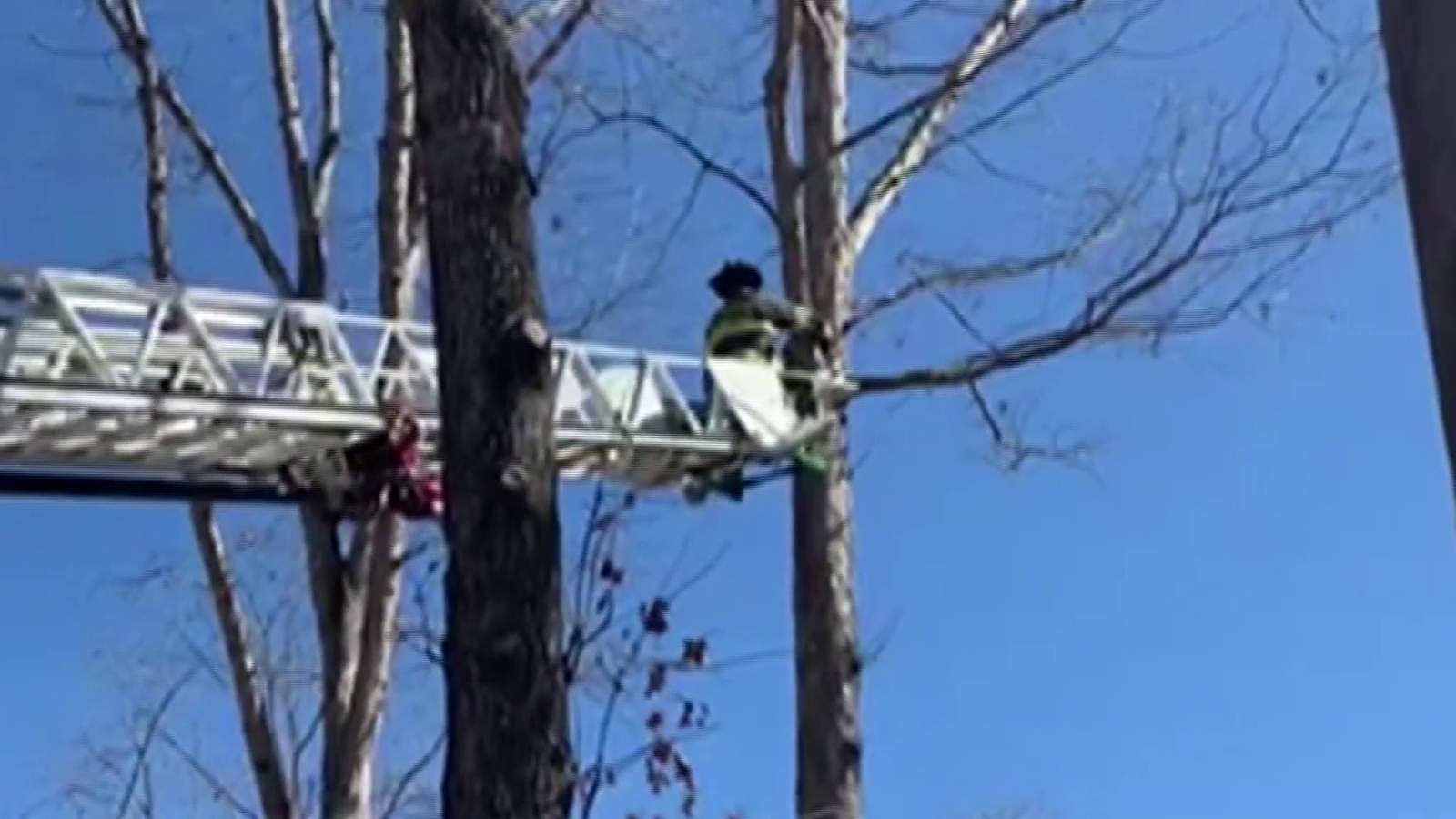 Local firefighter climbs 30 feet to rescue cat stuck in tree
