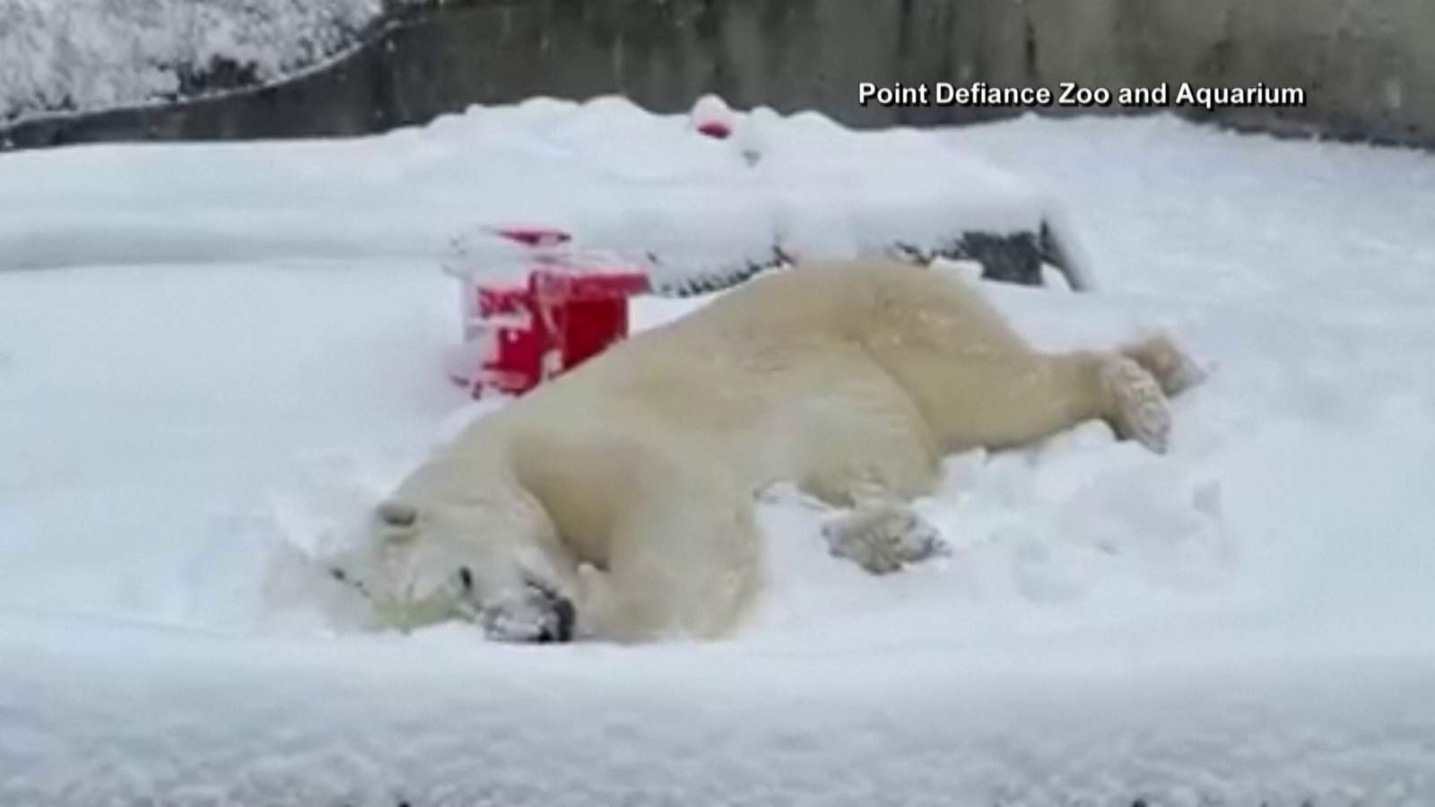 WATCH: This 25-year-old polar bear is living his best life
