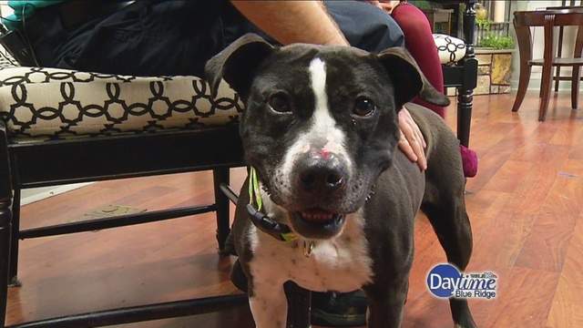 Angels of Assisi Pet of the Week: Mitsie