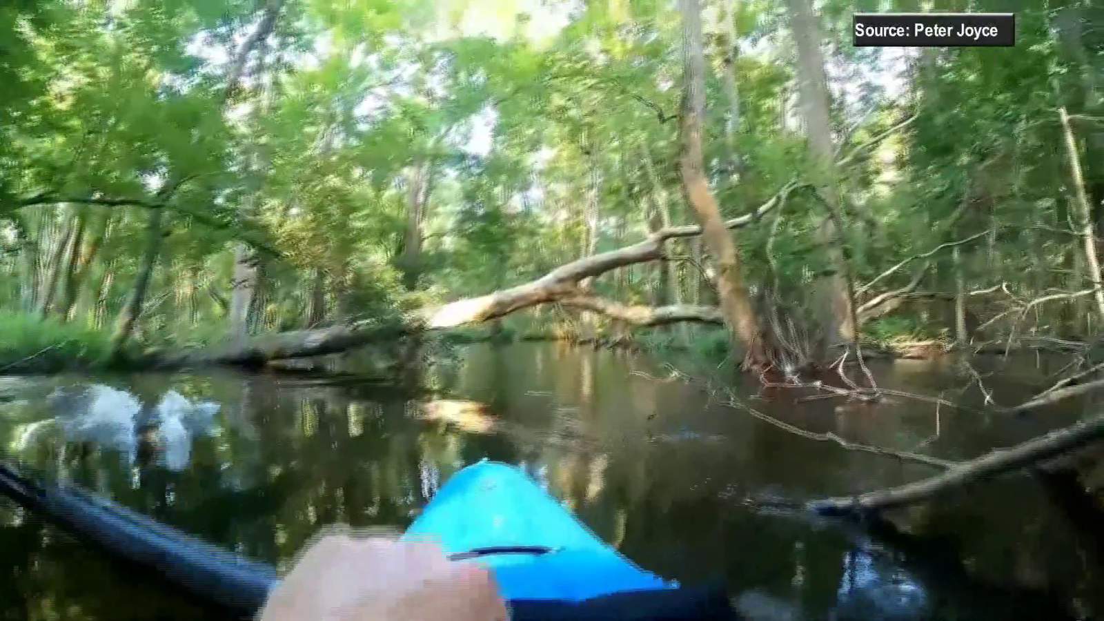 WATCH: Alligator attacks kayaker in North Carolina river