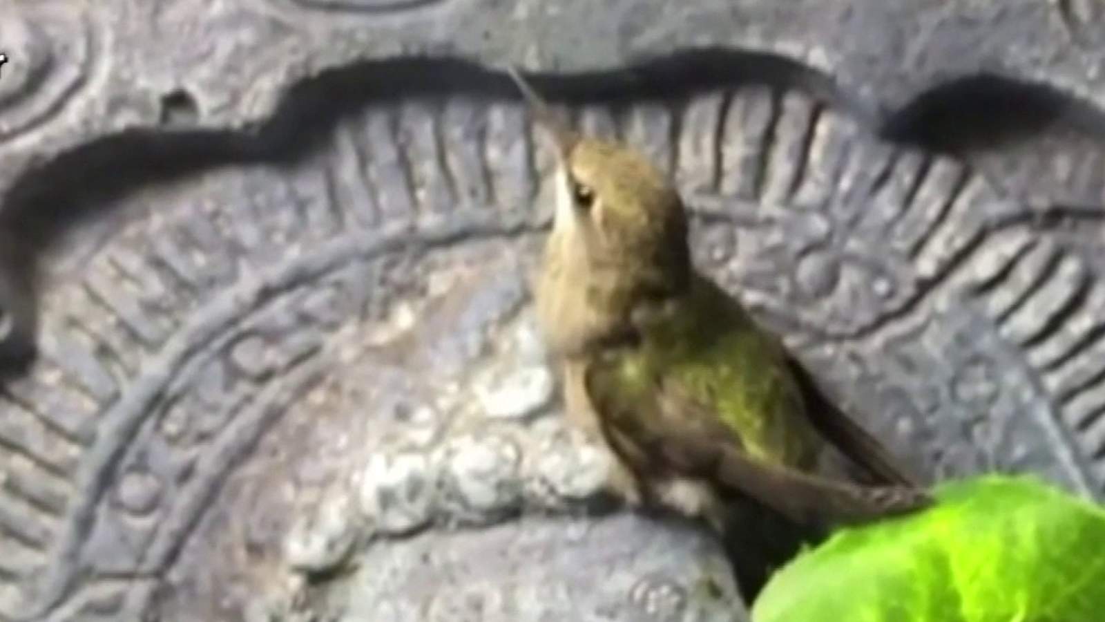 Hummingbirds are making their way to Southwest Virginia