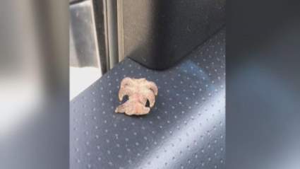 What Is This Strange Looking Bug