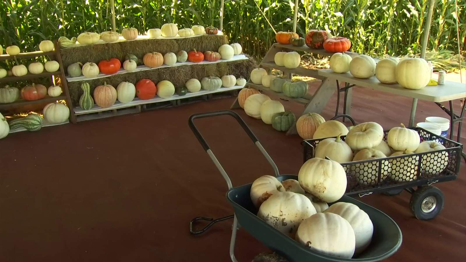 Enjoy all things fall at Yoders’ Farm in Campbell County