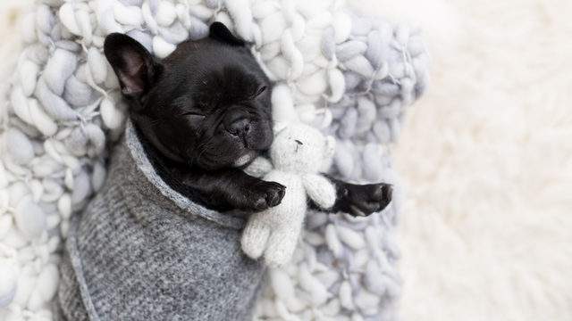 French Bulldog Puppy Gets Her Very Own Newborn Photo Shoot