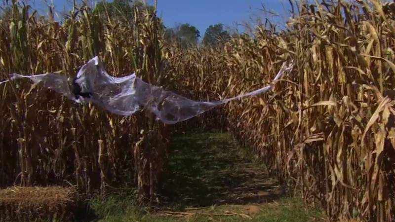 Get lost in the Mayo River Corn Maze in Martinsville