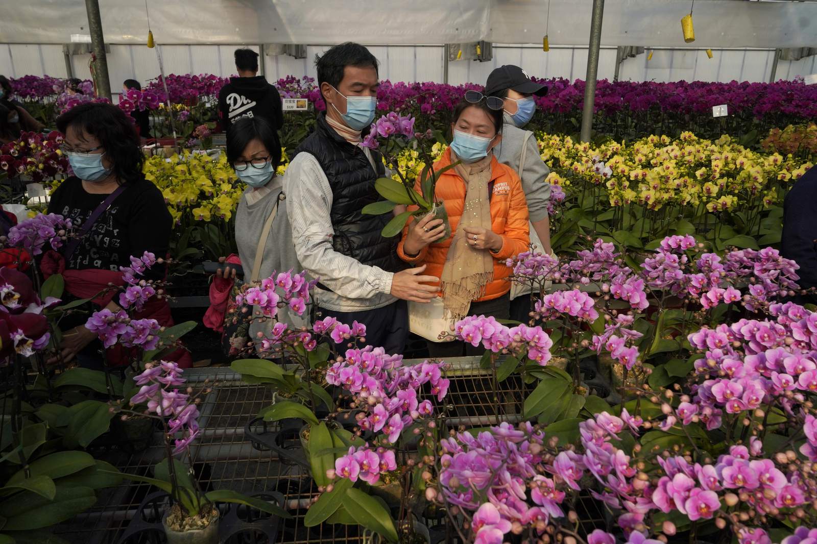 Flower farms see their Lunar New Year sales wilted by virus
