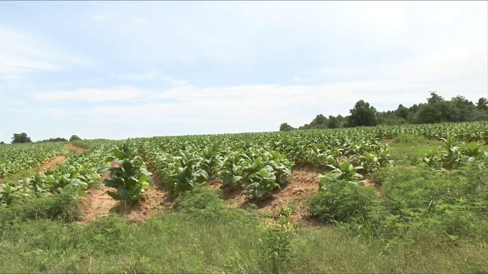 Wet spring, hot summer taking toll on local tobacco crop