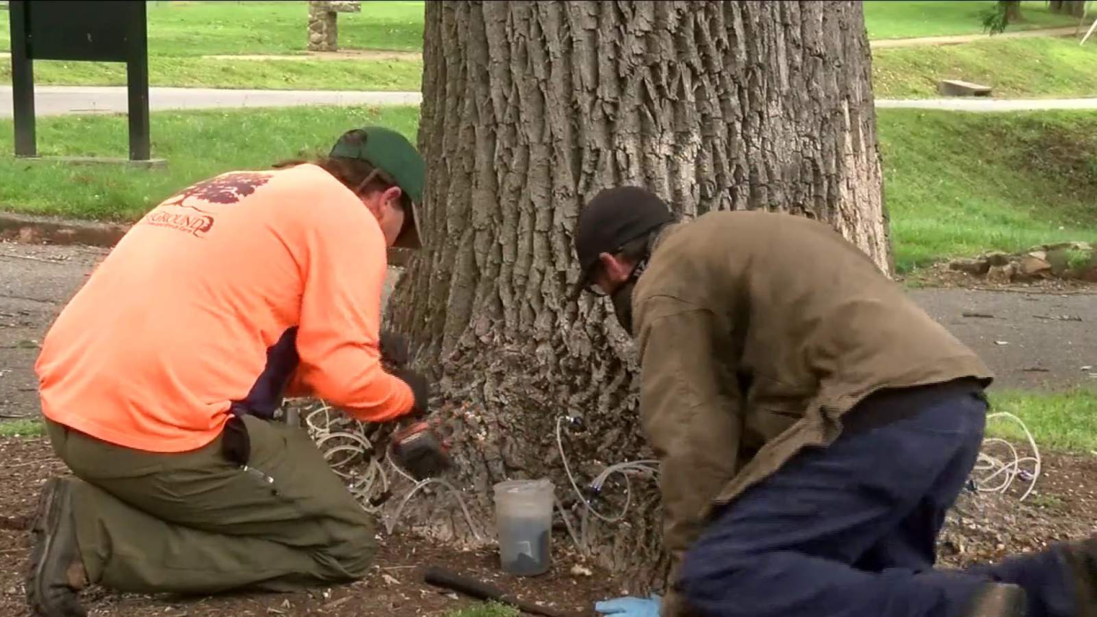 Lynchburg working to save ash trees across city