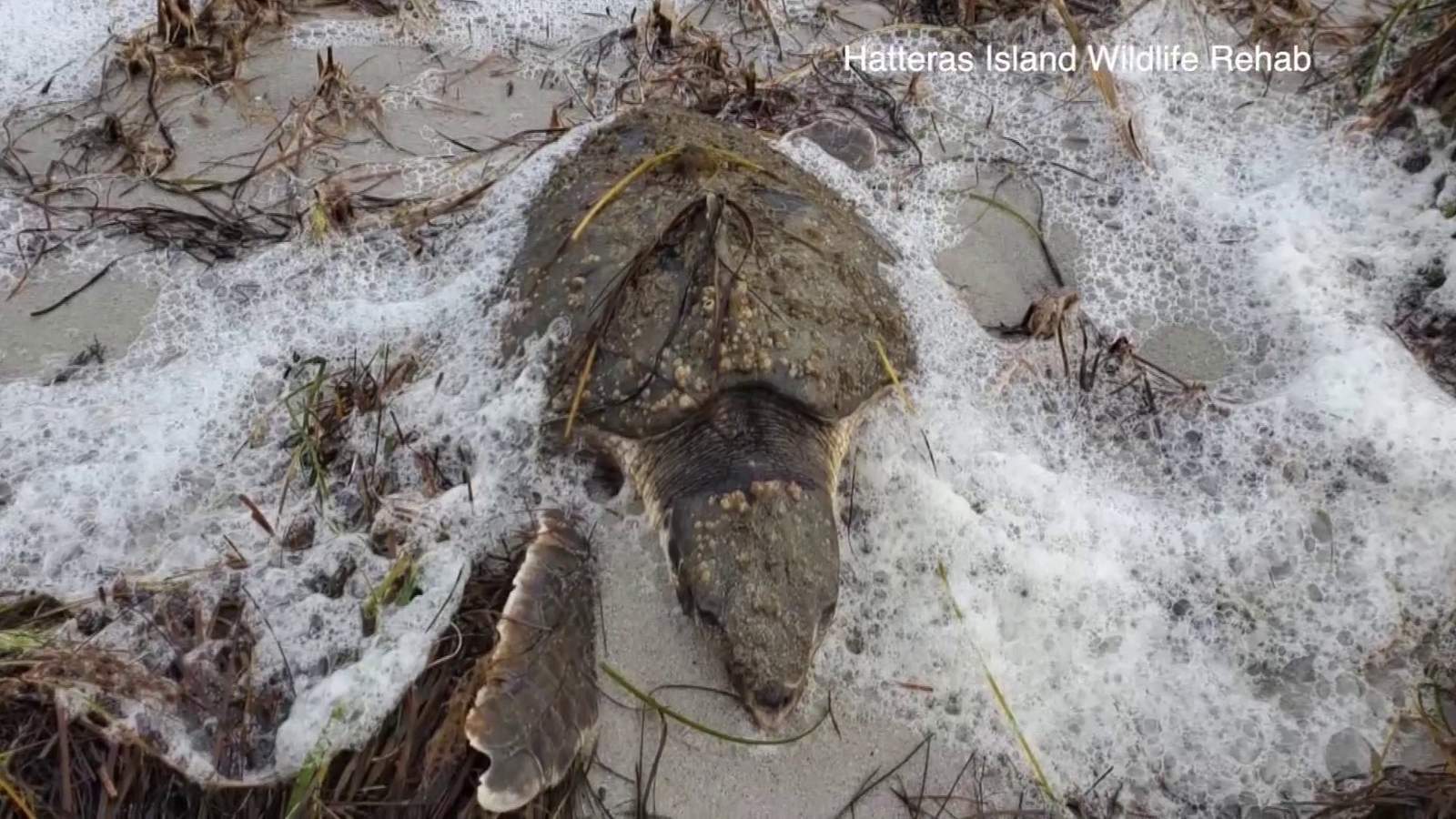 Cold-stunned turtles saved from frigid waters recover in Virginia