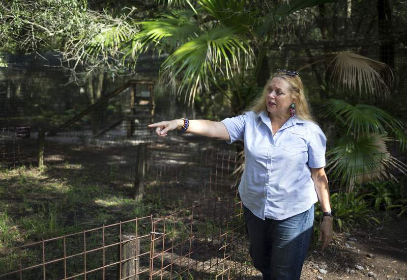 Carole Baskin, ‘Tiger King’ star, offering $5K reward to rescue tiger found wandering in Houston
