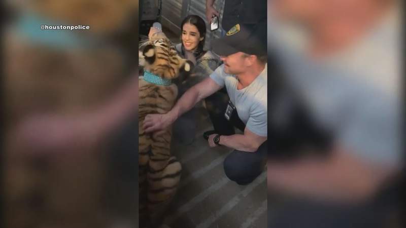 India, missing Texas tiger, found and transferred to animal shelter: police