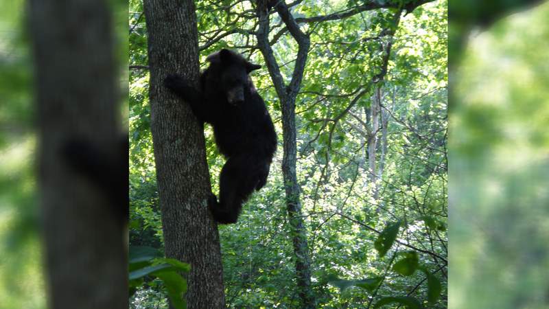 Part of Appalachian Trail closed to camping due to bear activity in Tennessee