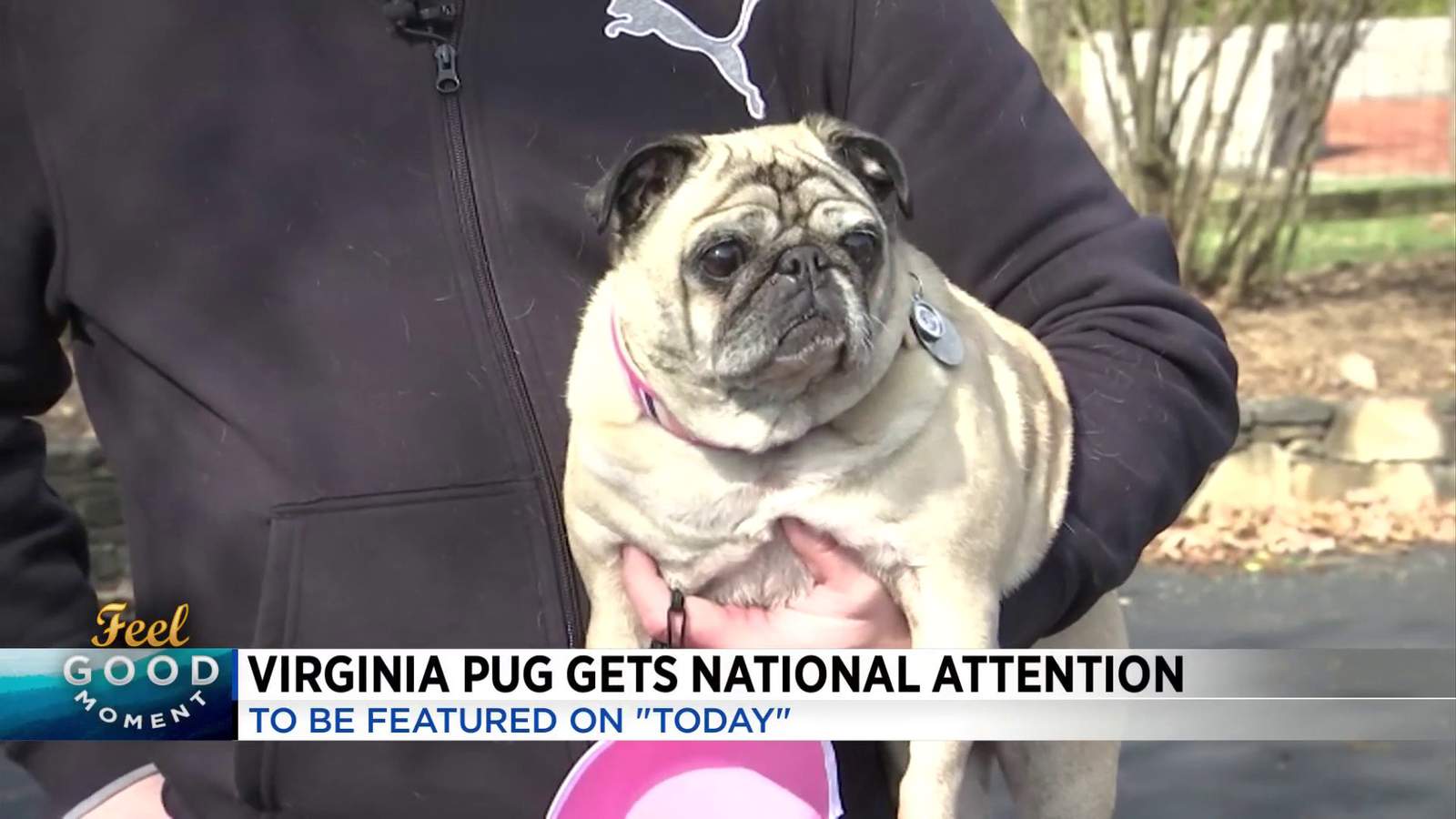 Virginia Pug featured on Today Show